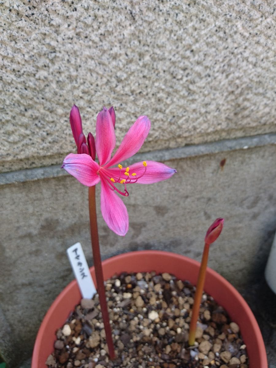 アマランス開花しました。