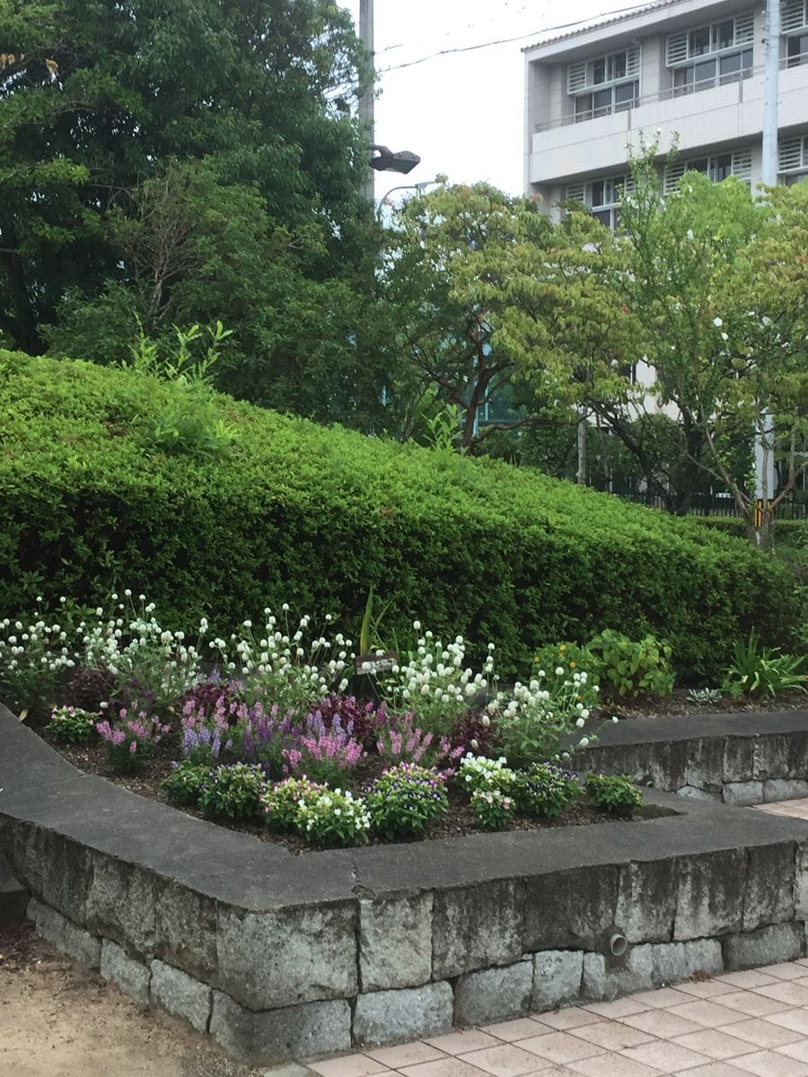 公園の花壇の様子