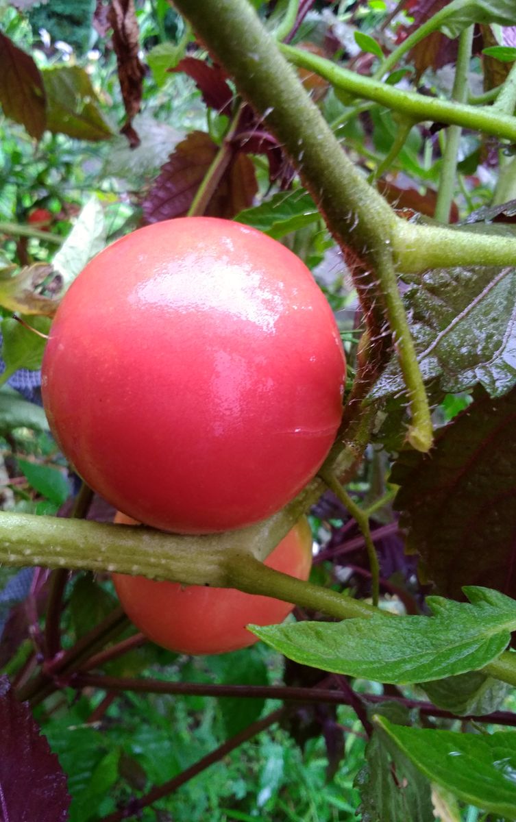 大玉トマト🍅