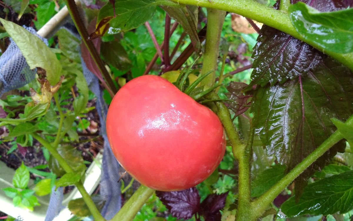 大玉トマト🍅