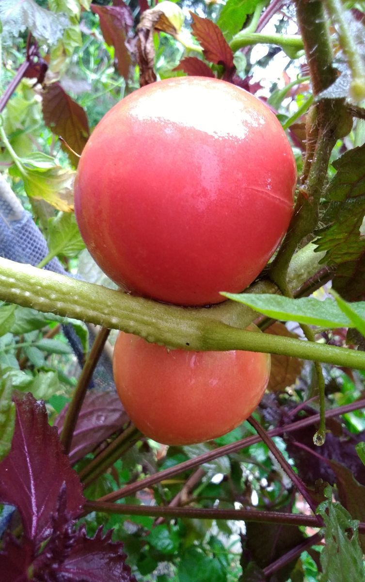 大玉トマト🍅