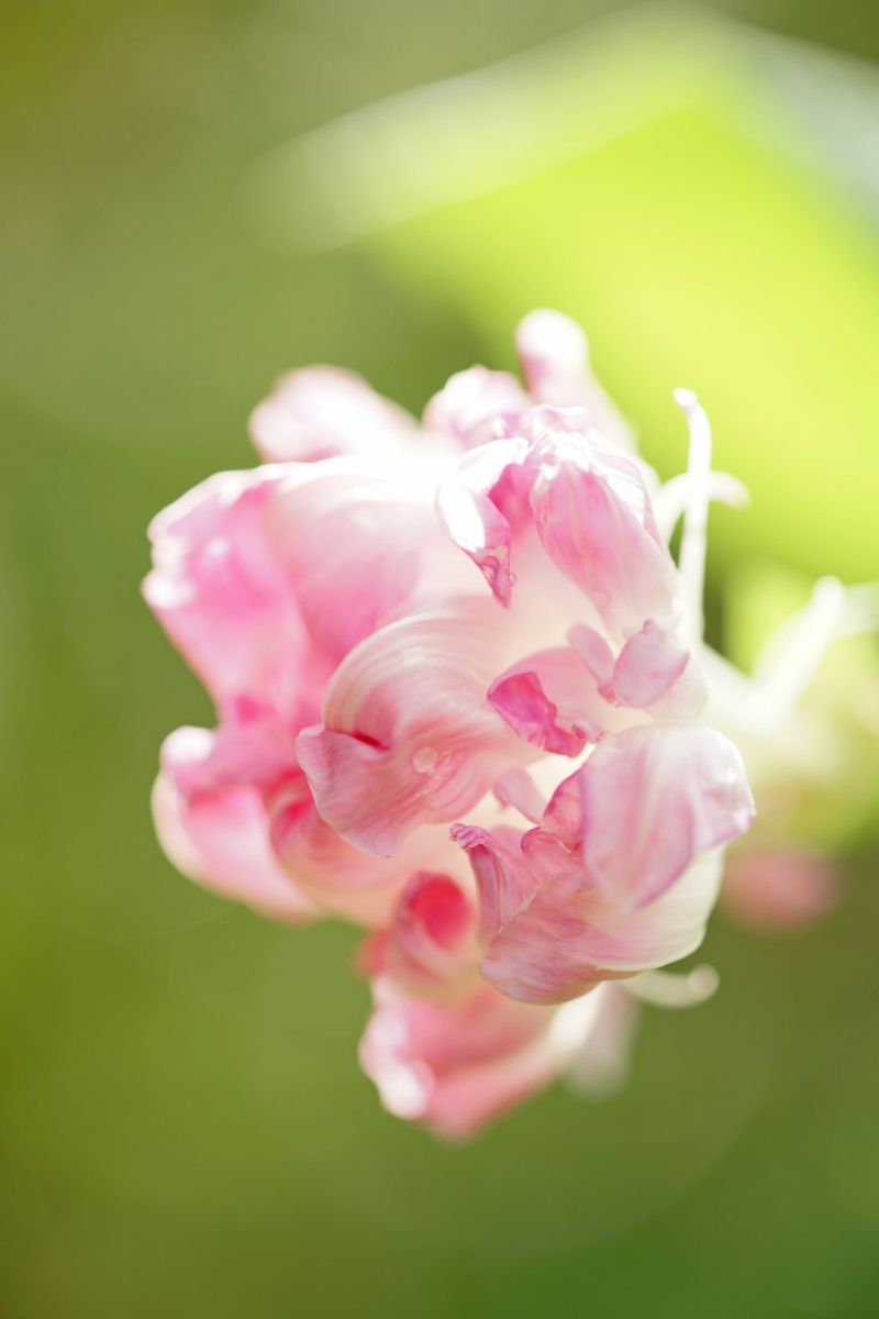 開花写真,アスターほか