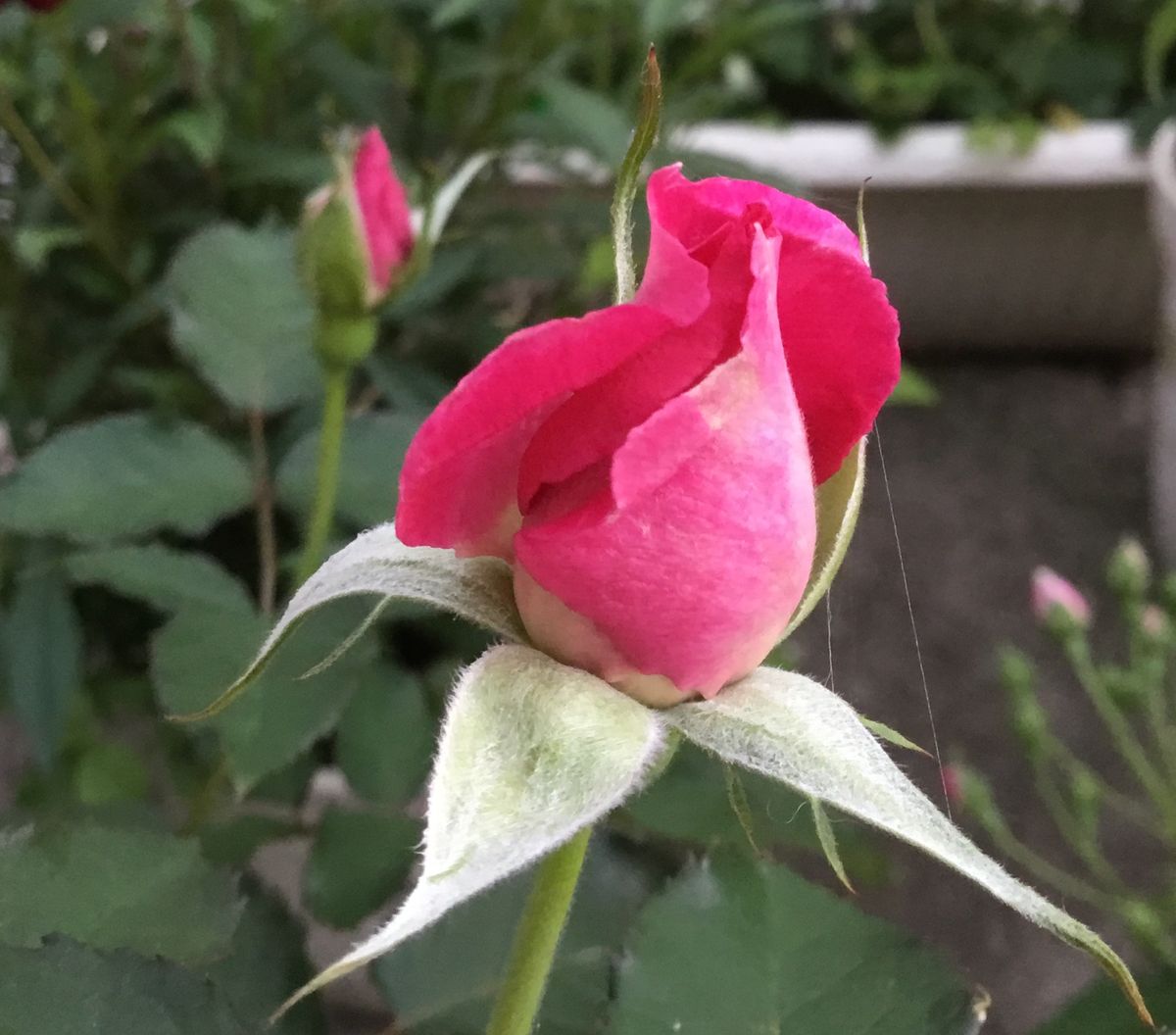 薔薇🌹シェエラザードの開花