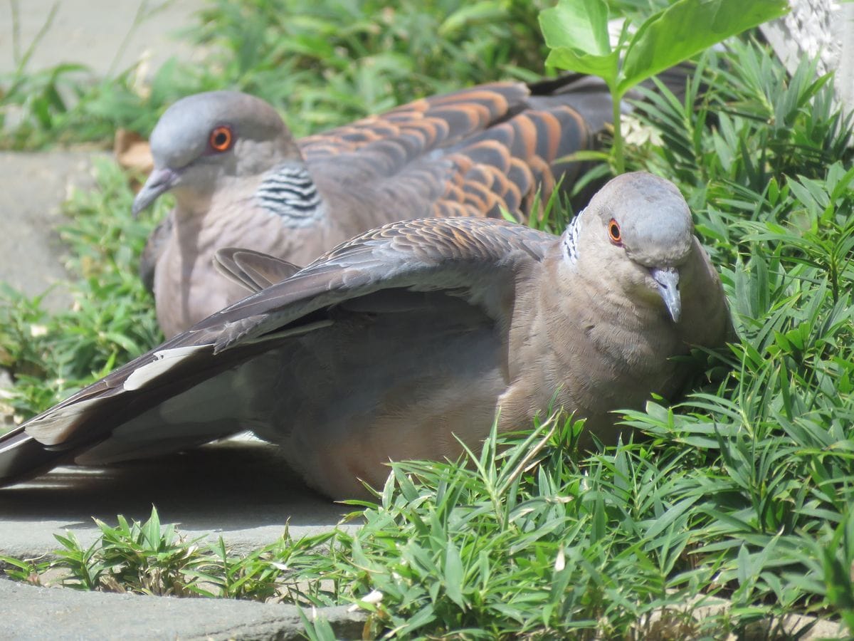 苔庭・日光浴のキジバトさん