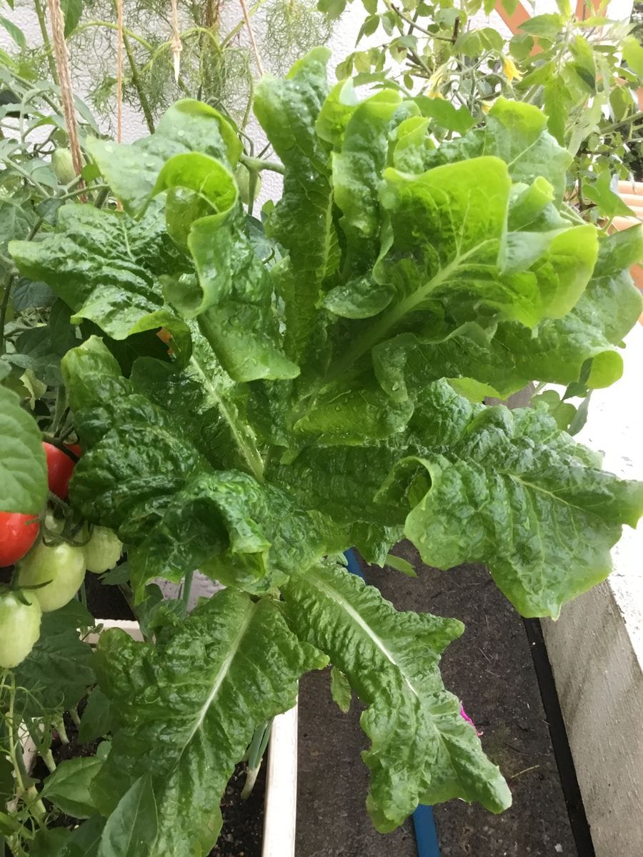 雨上がり☂️の野菜🥦