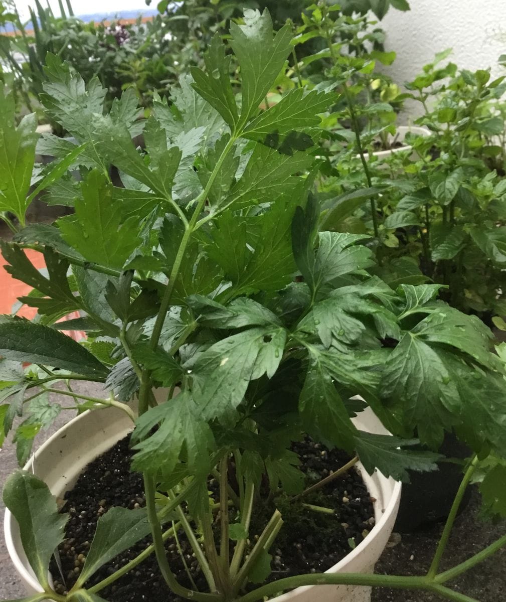 雨上がり☂️の野菜🥦