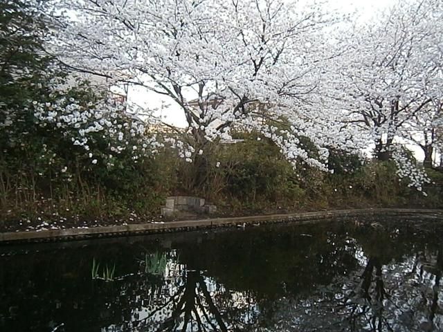 桜と鴨