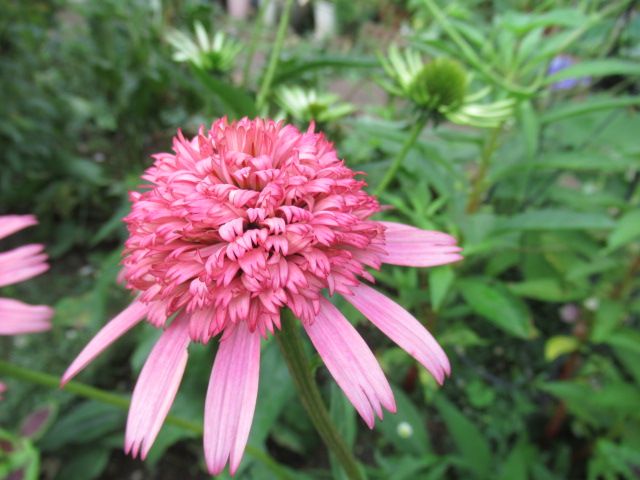 お花たち　うれしいかな