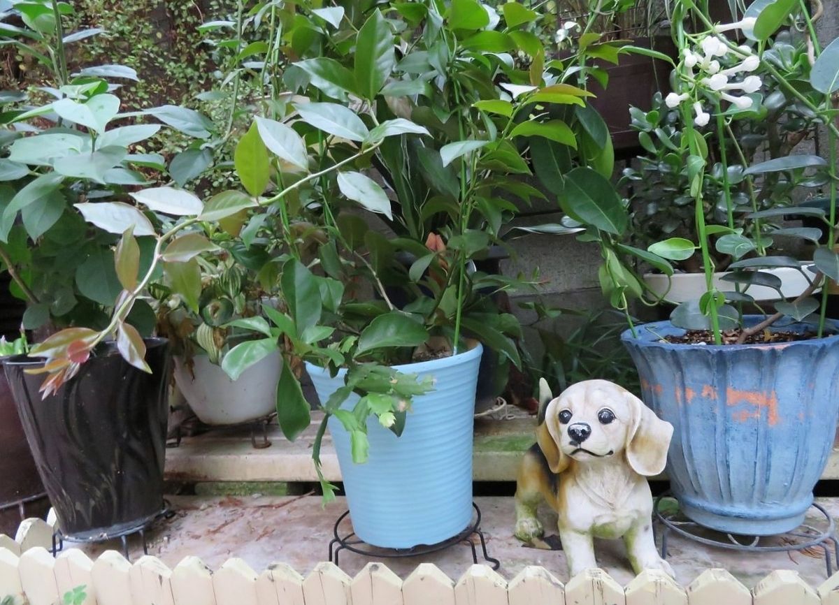 🌵鉢の色も変えてみれば🌵