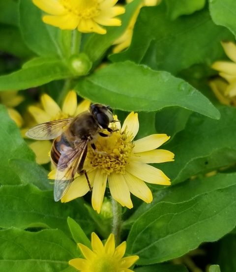 庭に花は咲いている