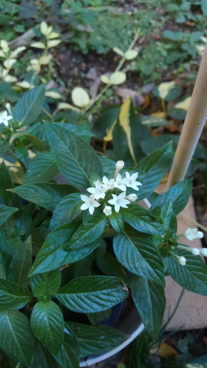 ☆小庭の白い花たち☆