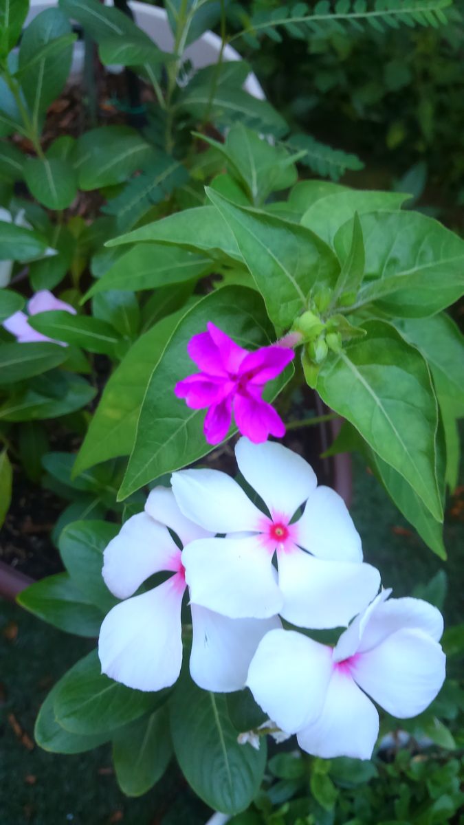 ☆小庭の白い花たち☆