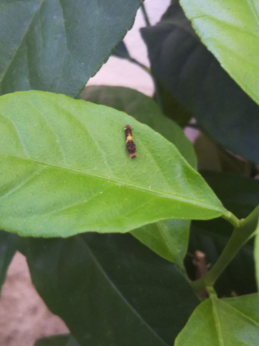 アゲハ喋の幼虫です💚