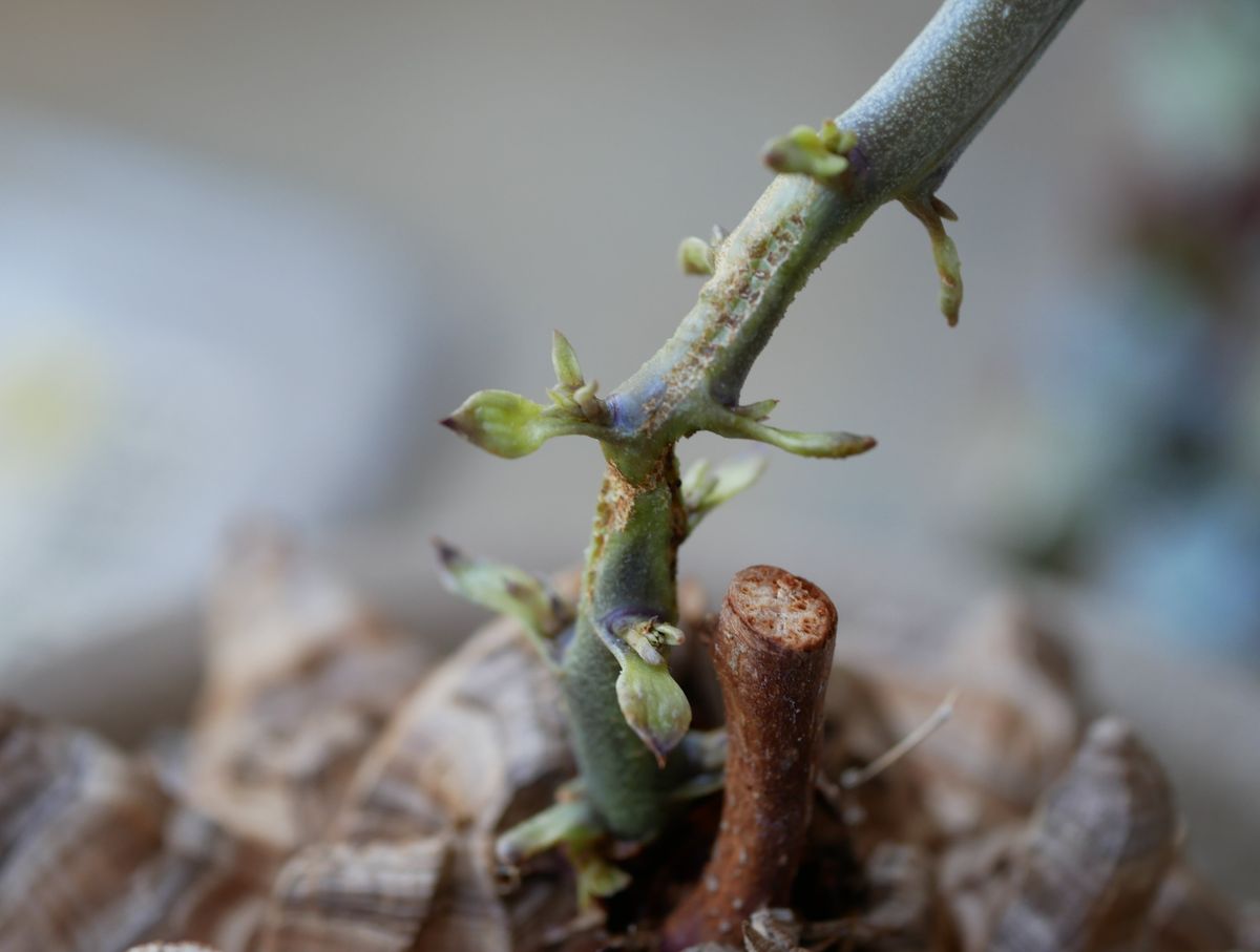 アフリカ亀甲竜の植替え　①