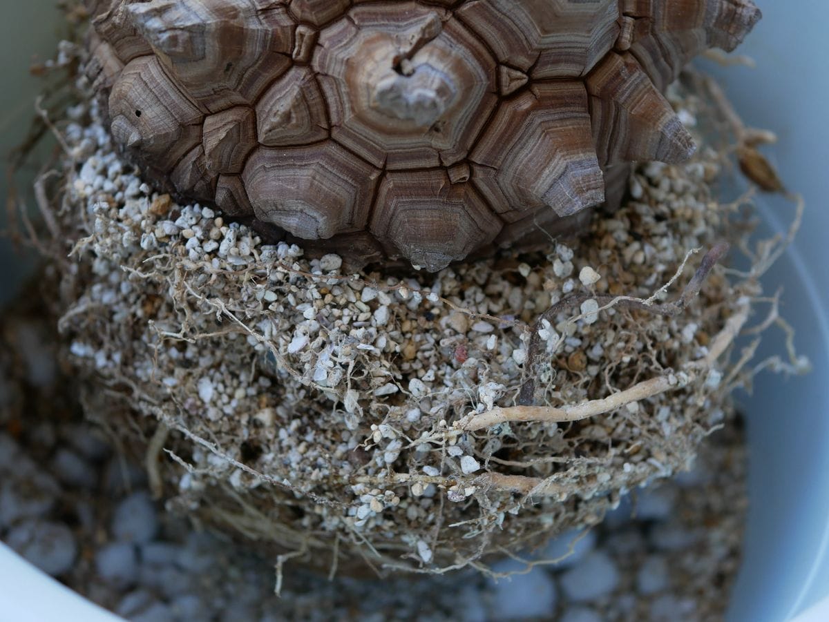 アフリカ亀甲竜の植替え　②