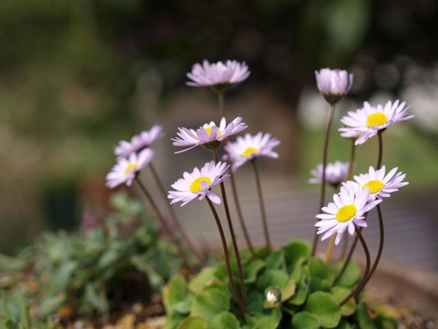 ミニ寄せ植え