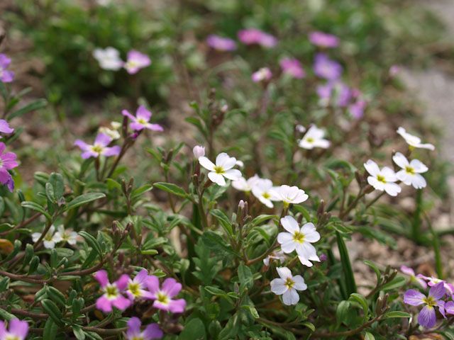 ミニ寄せ植え