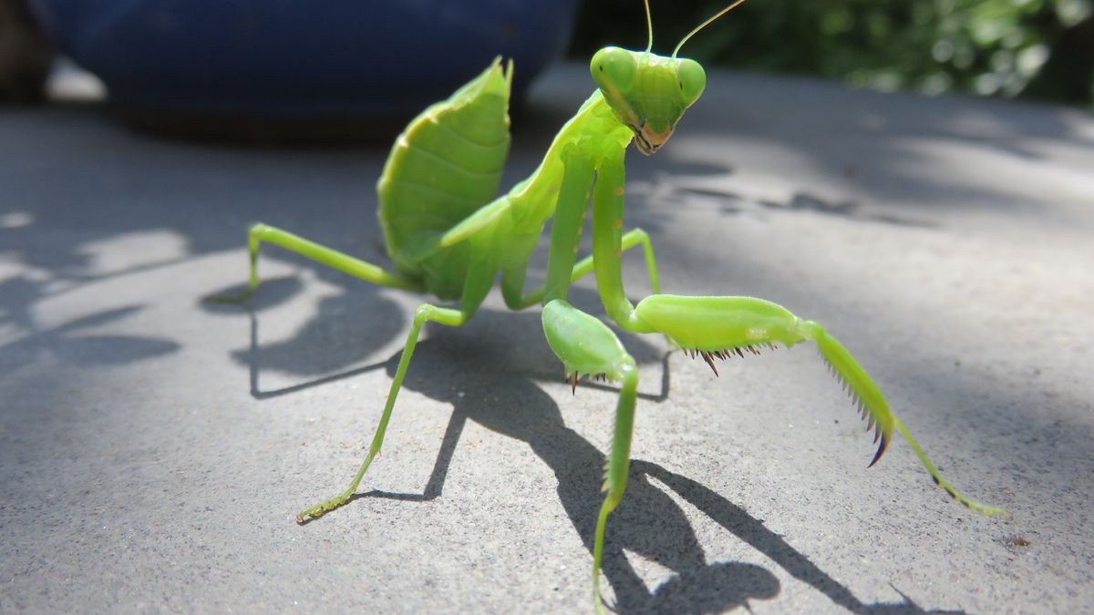 野生の小国-カマキリ