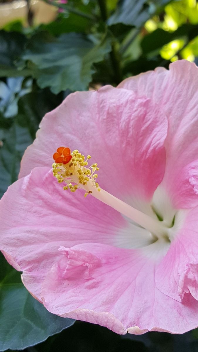 ふくおかルーバルガーデン3～夏の🌺庭便り😃一番の美花は🌺桃色の花❗