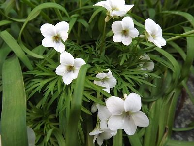 小さな花と大きな芽✿