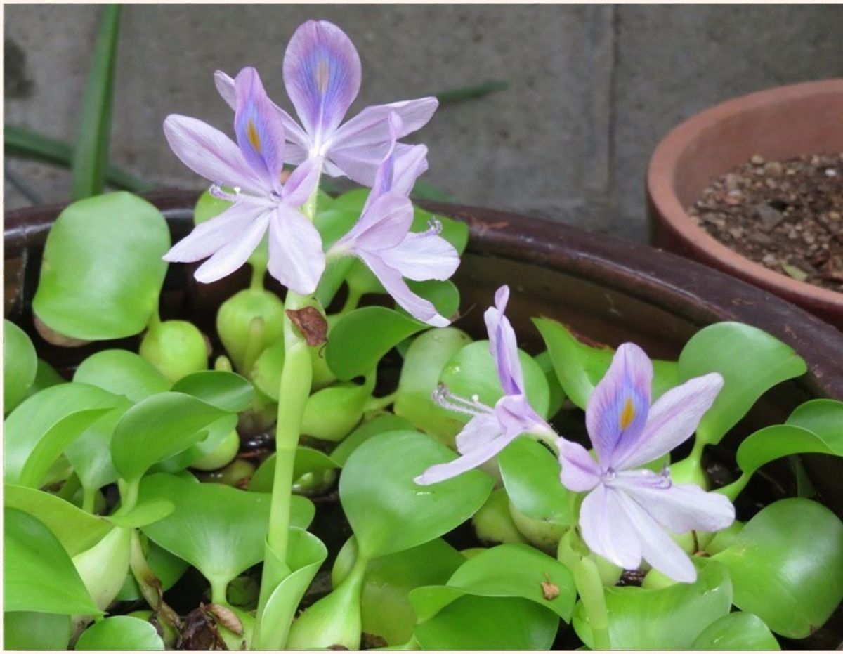 今日の花たち一場面