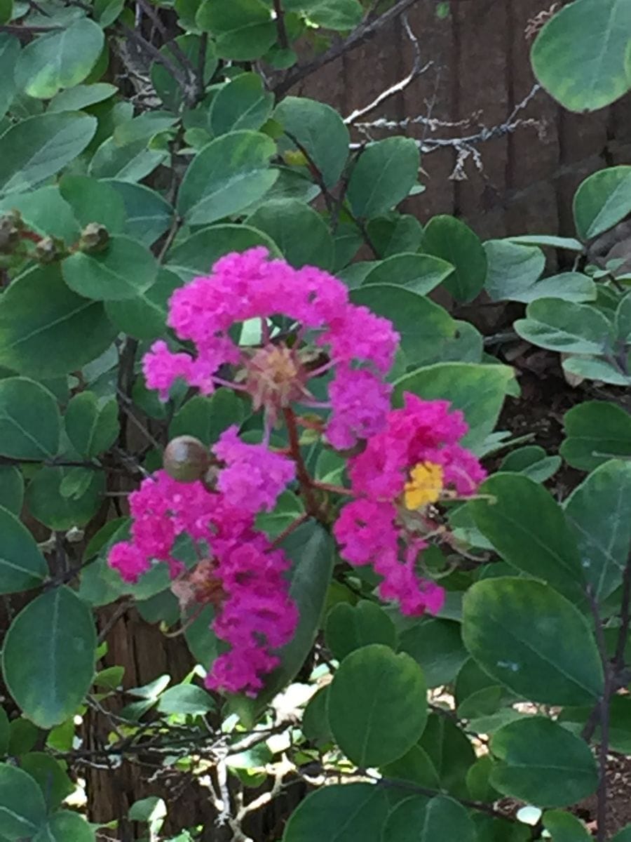 花壇に咲いています💓