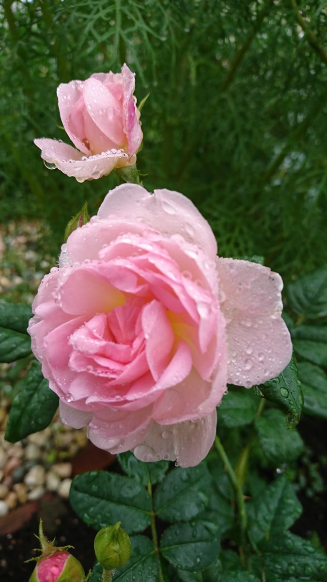 ☔雨の日のバラ☔