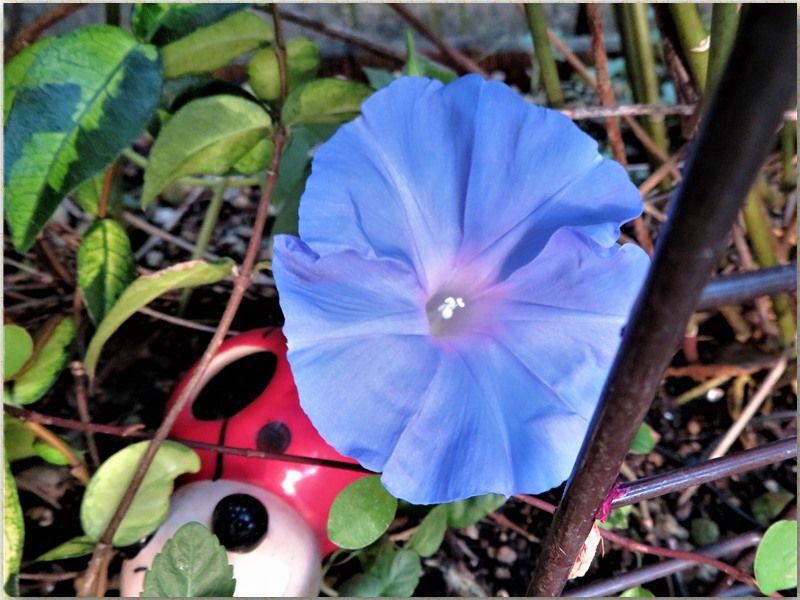 今朝咲いた花たち