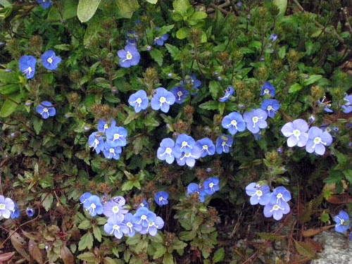 咲きだした花たち♪