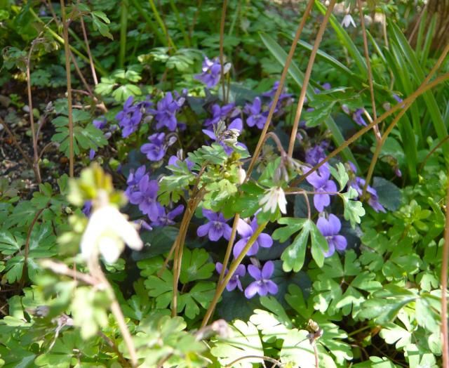 すみれの花咲く頃