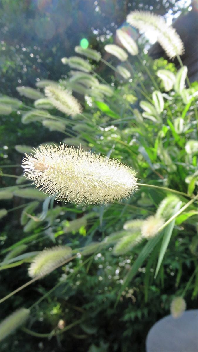 たかが&quot;雑草&quot;　されど&quot;雑草&quot;