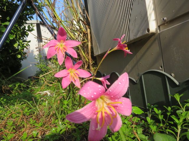 待望の雨に