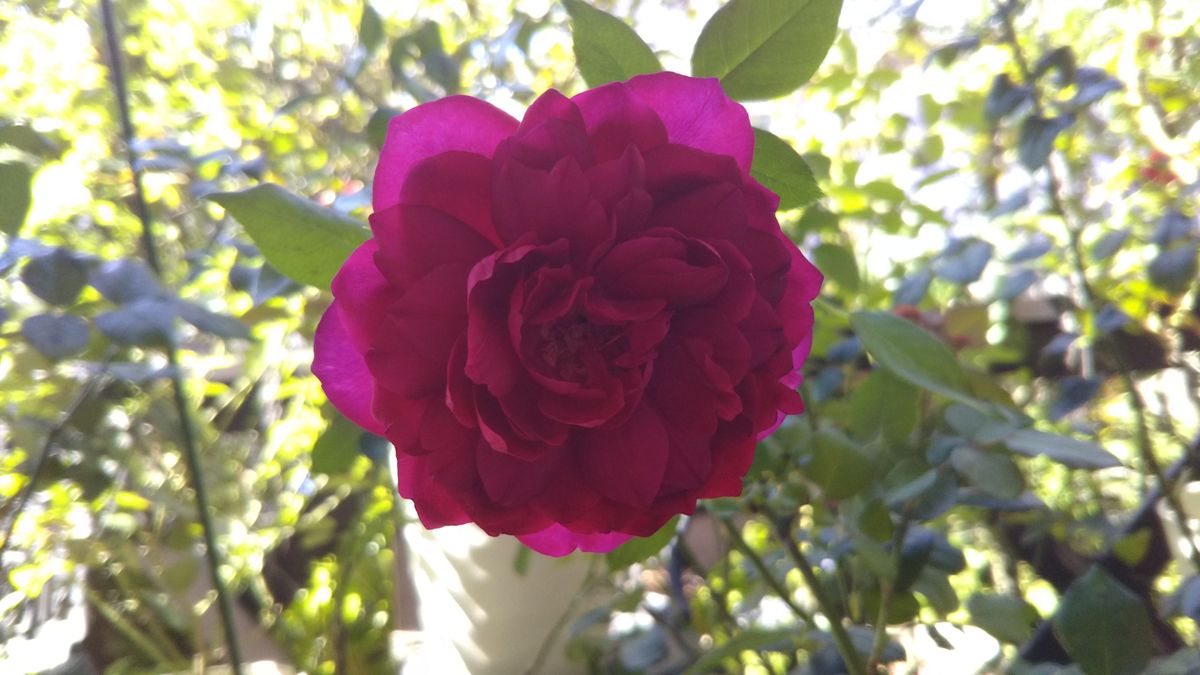 夏の終わりの綺麗な薔薇💖