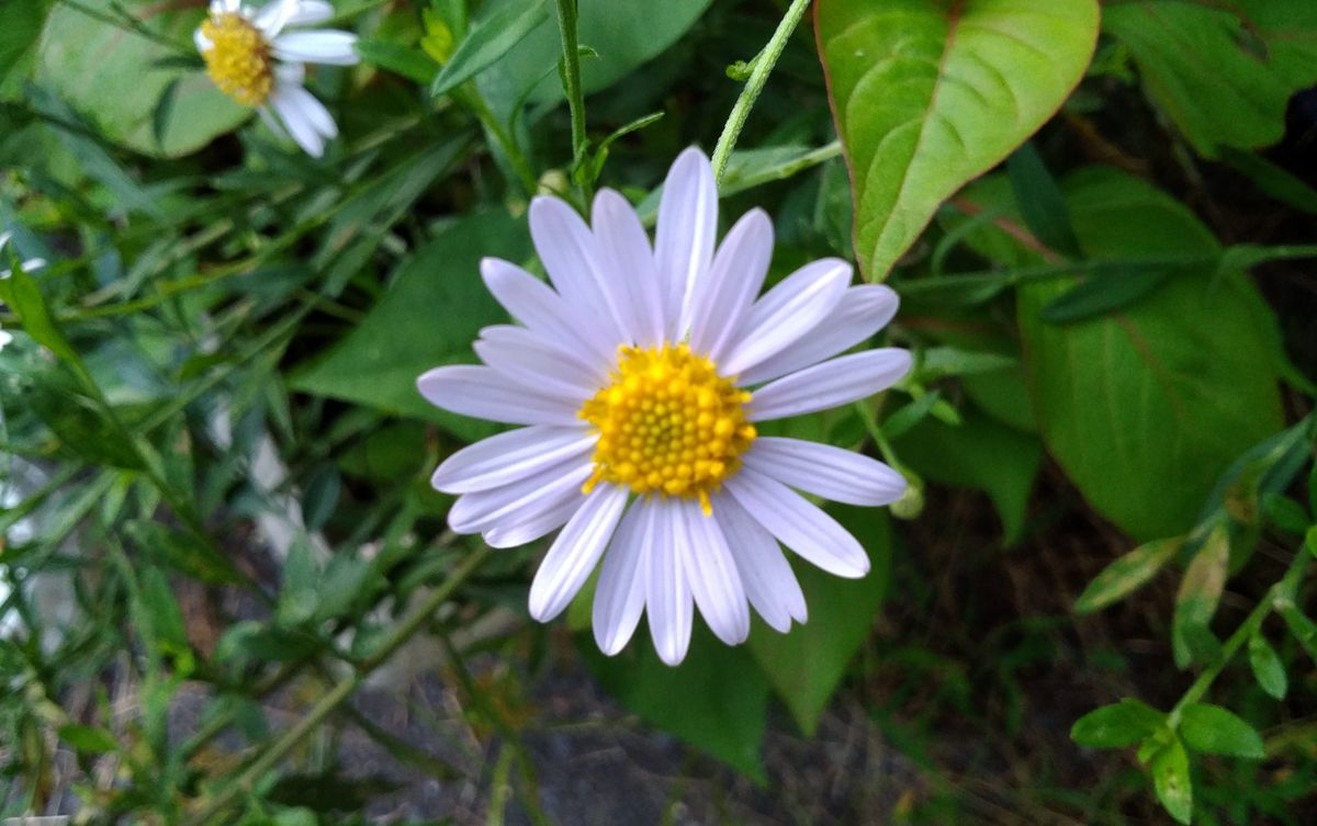 今日の花