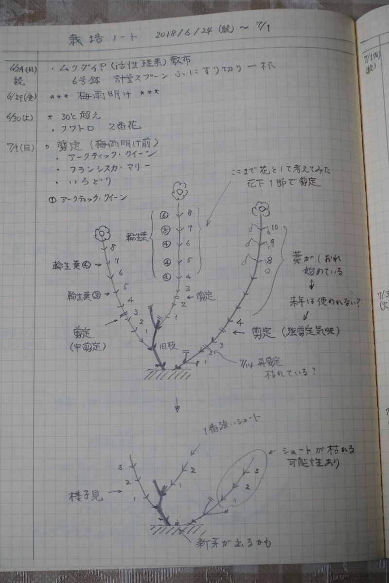 今年の剪定は試行錯誤 (2)