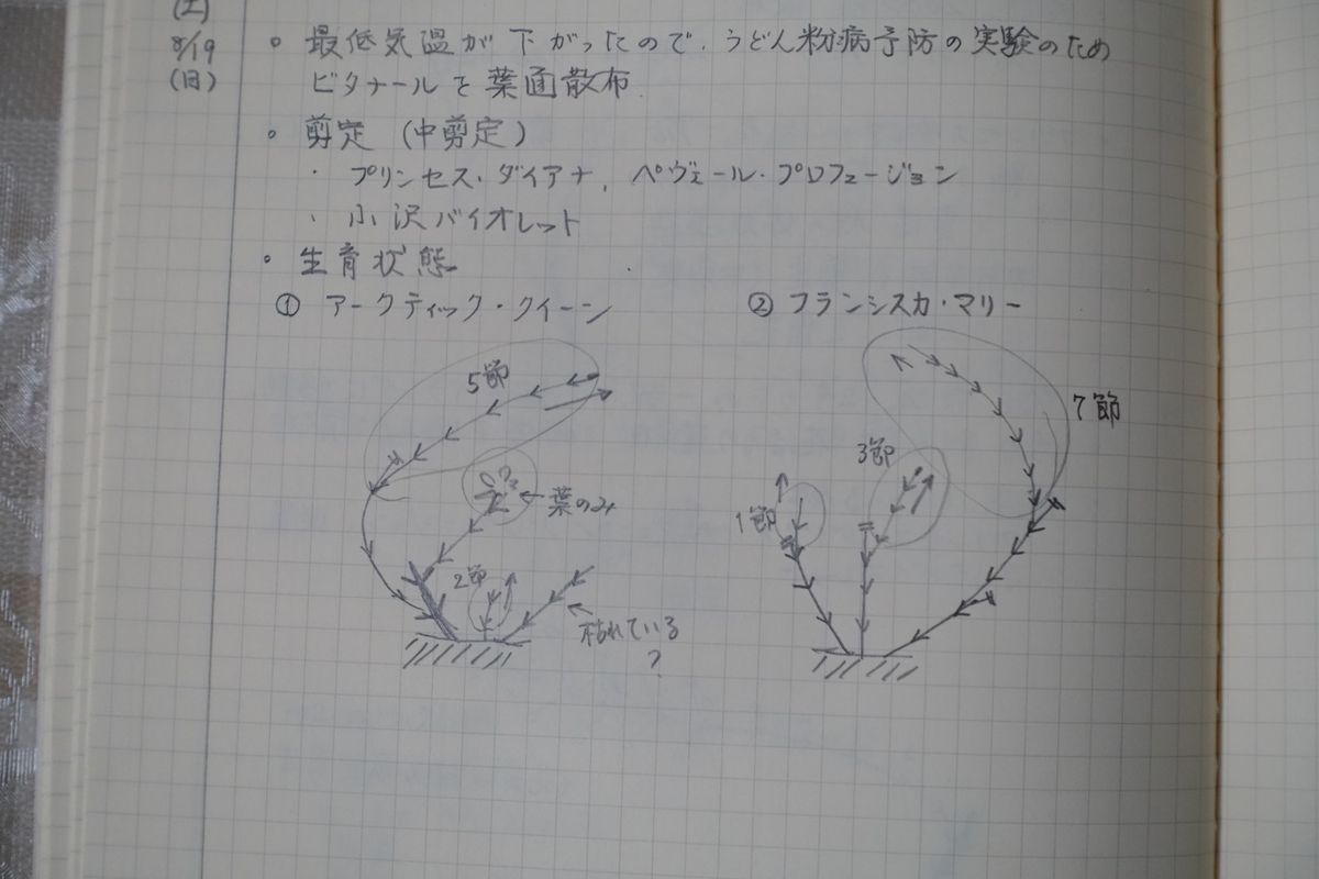 今年の剪定は試行錯誤 (2)