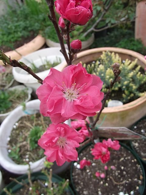 今日の開花