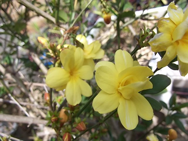 今日の開花