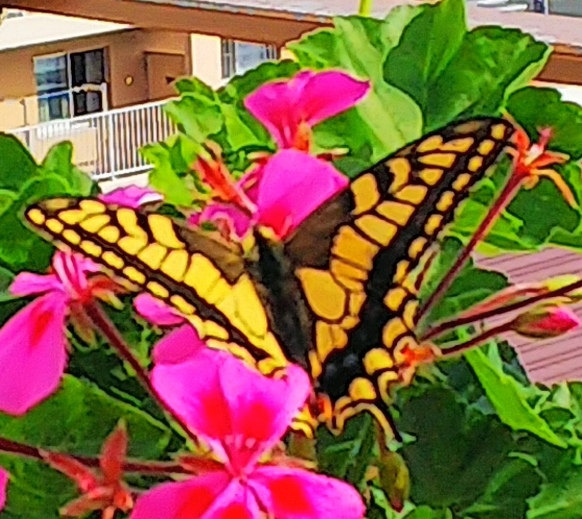 黄あげはの朝の訪問🦋