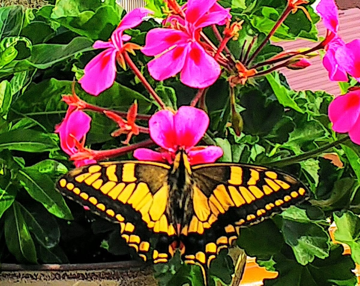 黄あげはの朝の訪問🦋