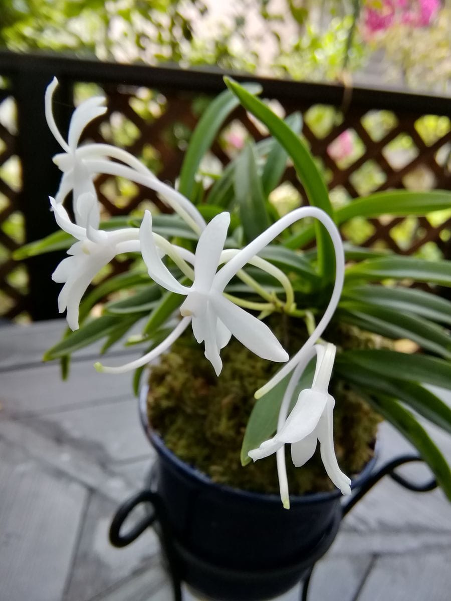 フウランの花に　うっとり(*´ｪ｀*)