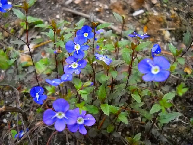 何のお花？