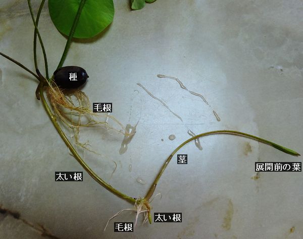 大賀ハスを種から栽培～成長の様子