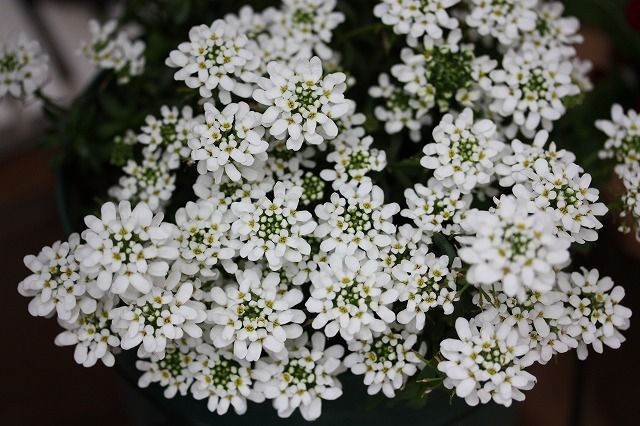 花を愛でる