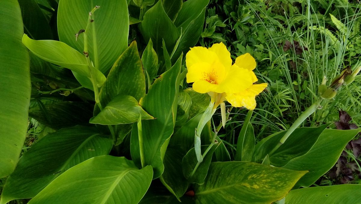 バナナの葉っぱの間～花2