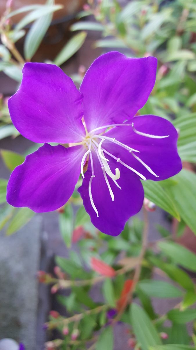 ふくおかルーバルガーデン3～夏の🌺庭便り😃ノボタンの初花に漂う気品💠