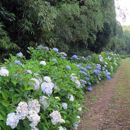 里山で汗を流す　その２