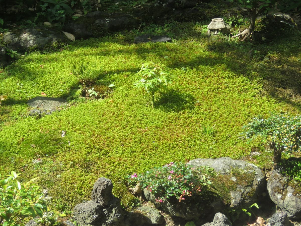 苔庭・こもれびの納屋とケヤキ