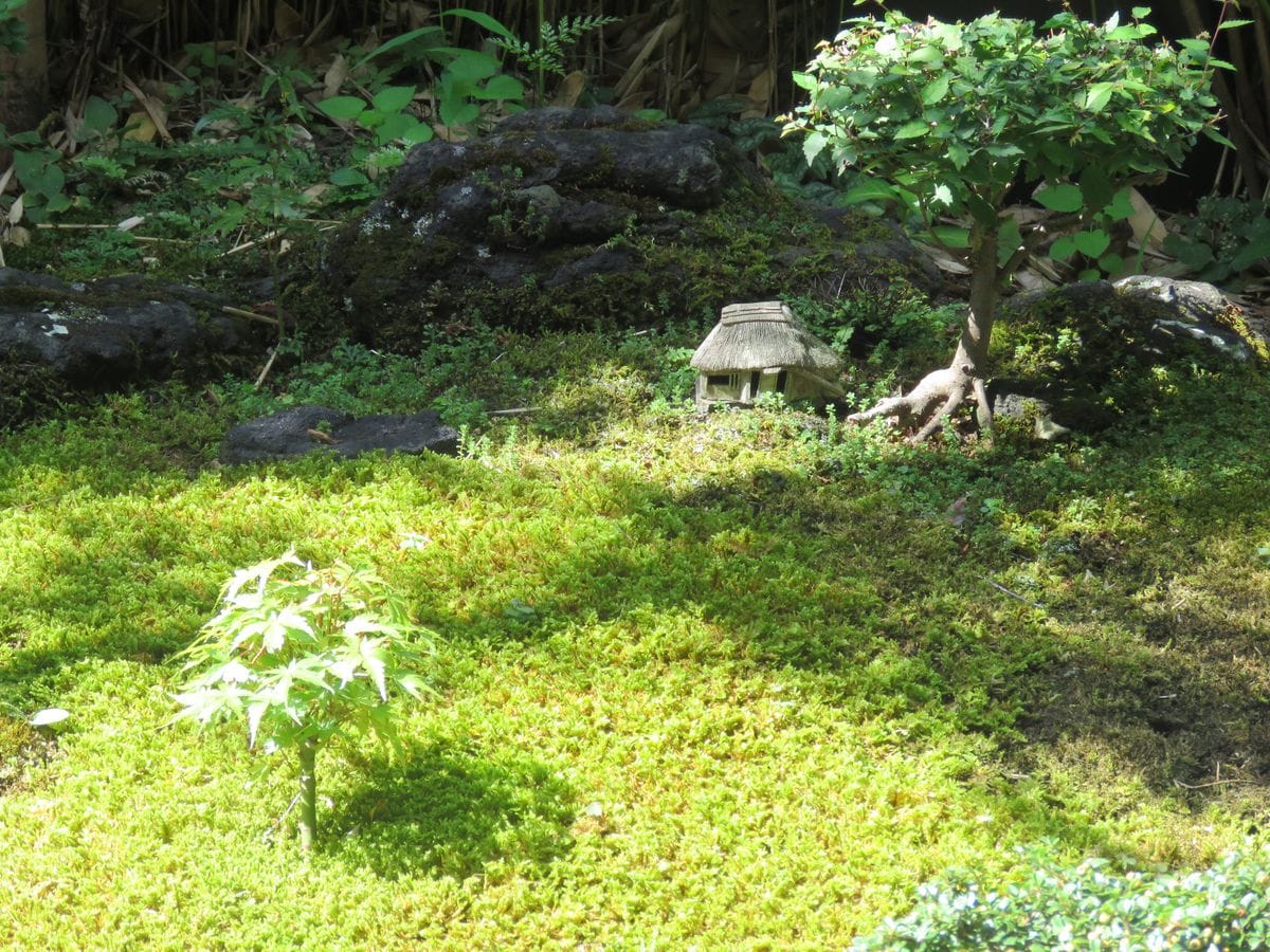 苔庭・こもれびの納屋とケヤキ