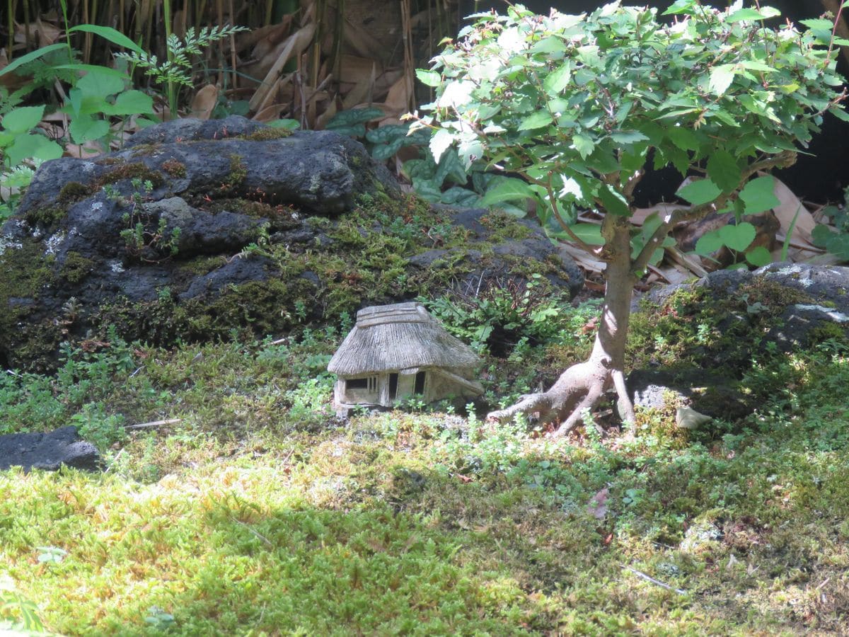 苔庭・こもれびの納屋とケヤキ